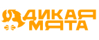 Дикая мята